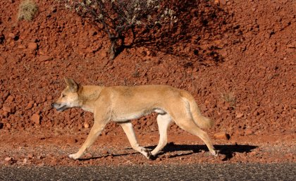 A-dingo-walking-through-an-arid-landscape